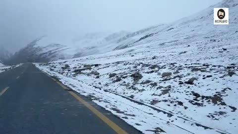 Ibex At Khunjerab Pass Gilgit Baltistan