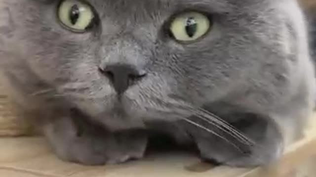 Cat Funny Short Video beautiful cat