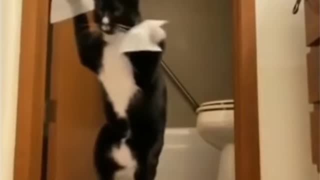 Cute Cat Funny Video