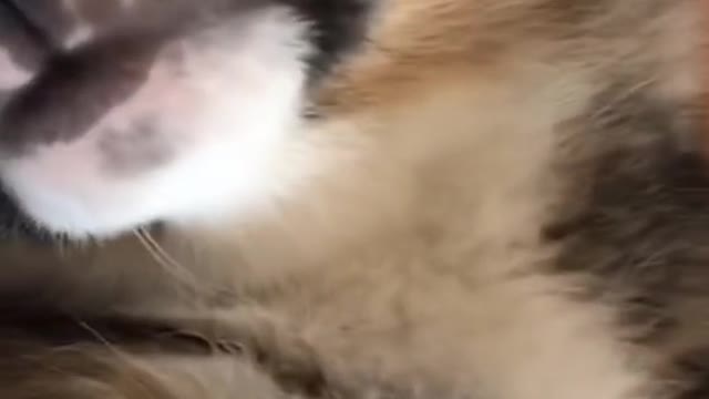 The stick at the end😂
