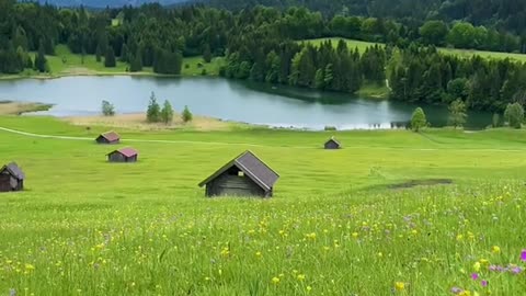 Tranquil alpine meadow 🌸