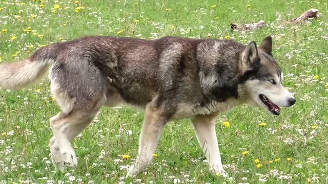 The best dogs breed in the world