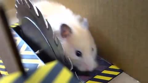 Watch this little hamster avoid the spinning saw blades of death