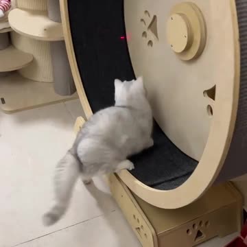 The cat that fell off the treadmill