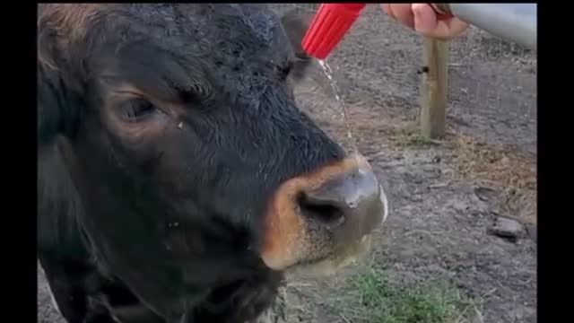 Rescued calves have a ball learning to drink