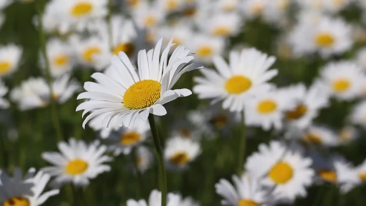 the most beautiful flowers