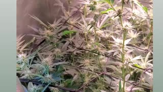 Week 4 of flower