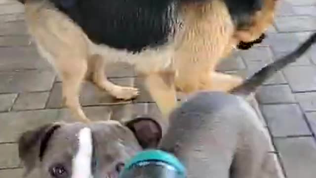 Funny Animals | Playing With Dogs