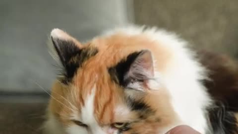 Cute cat