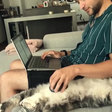 Funniest cats🐱In The World😂 Funny and Fails Pets Video #shorts #cats #funny #animals