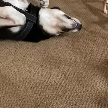 My two wonderful dogs playing!!