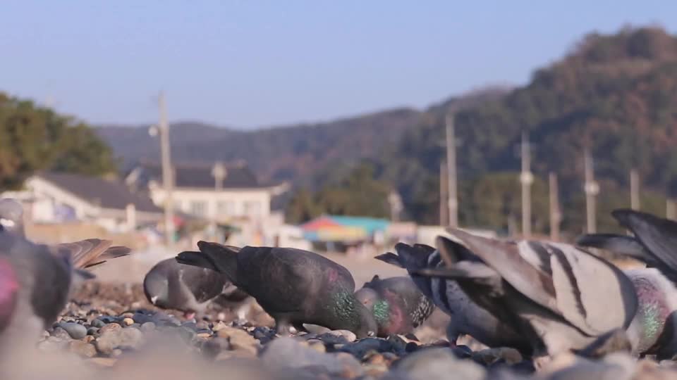 egyptian-ouette-goose-food-bird