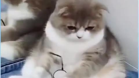 Funny cat with glasses