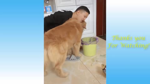 Cute Pets Making Us Laugh, Funny Animals 2021