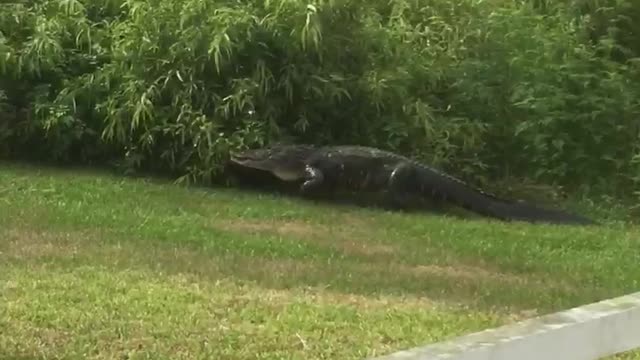 Backyard Gator