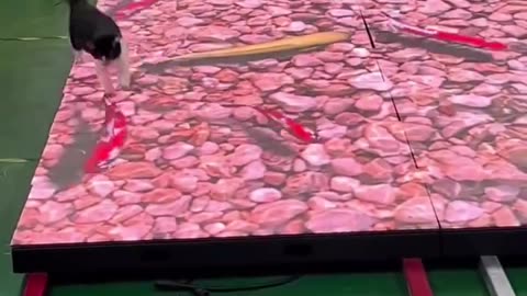 LED pond