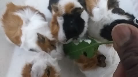 Guinea pig