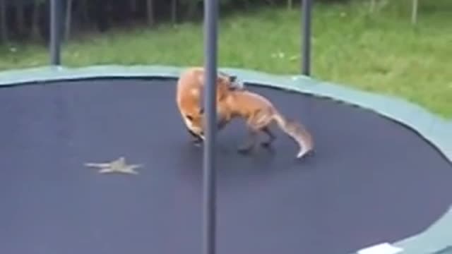 Foxes Jumping On Trampolin