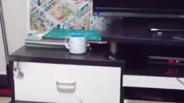 Funny and cute cats videos 😂🥰 Try not to laugh 😅