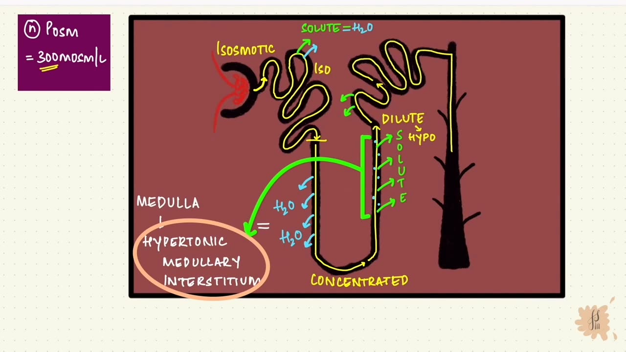 Counter Current Mechanism