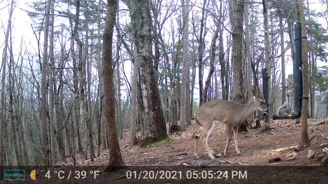 The Woods - 01/21/2022