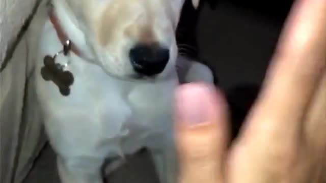 here’s sailor doing a high five 🙂 | Training Your Dog's In Description