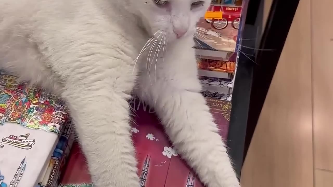 CATS_IN_ISTANBUL_ARE_BUILT_DIFFERENT__😂_#viral(10