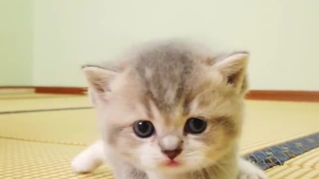 Cutest Cats Ever! Cute Funny Playful Beautiful Kitty Cats (Part 3) | #shorts #cats