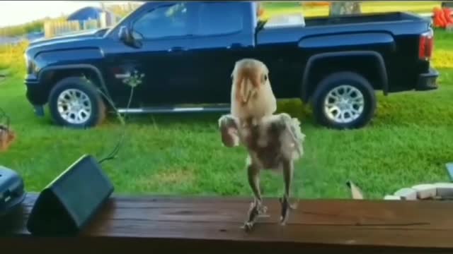 Music bird dance 38