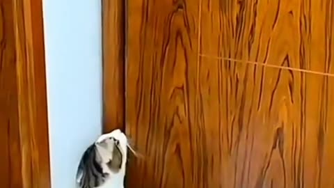 How does the cat open the door?