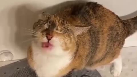 Cat bathing