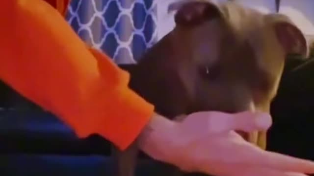 Dog funny and subscriber video normal
