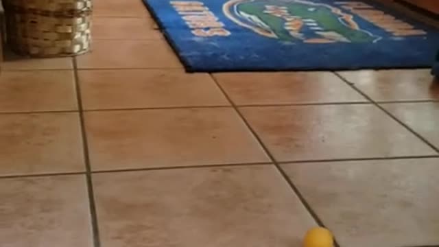 Cissye discovers ping-pong balls 9.14.21