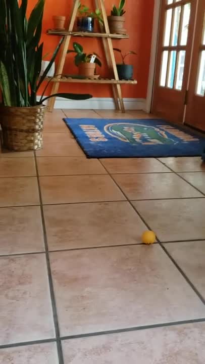 Cissye discovers ping-pong balls 9.14.21