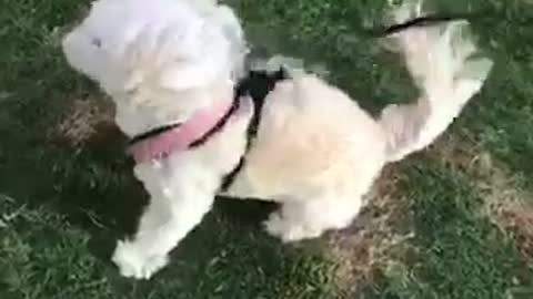 Dog standing in strong winds