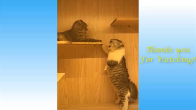 cute cat shaking tail