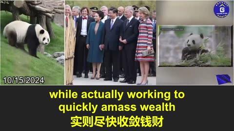 大熊猫重返华盛顿：中共重启熊猫外交意欲何为？