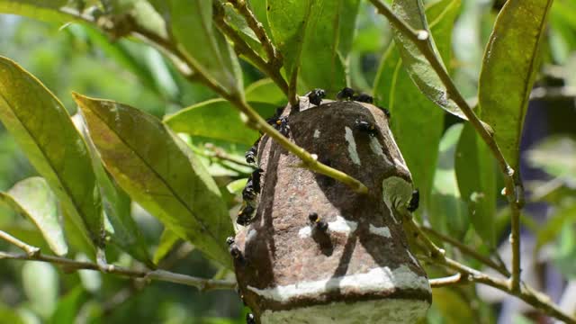 Black bees building it's nest on root