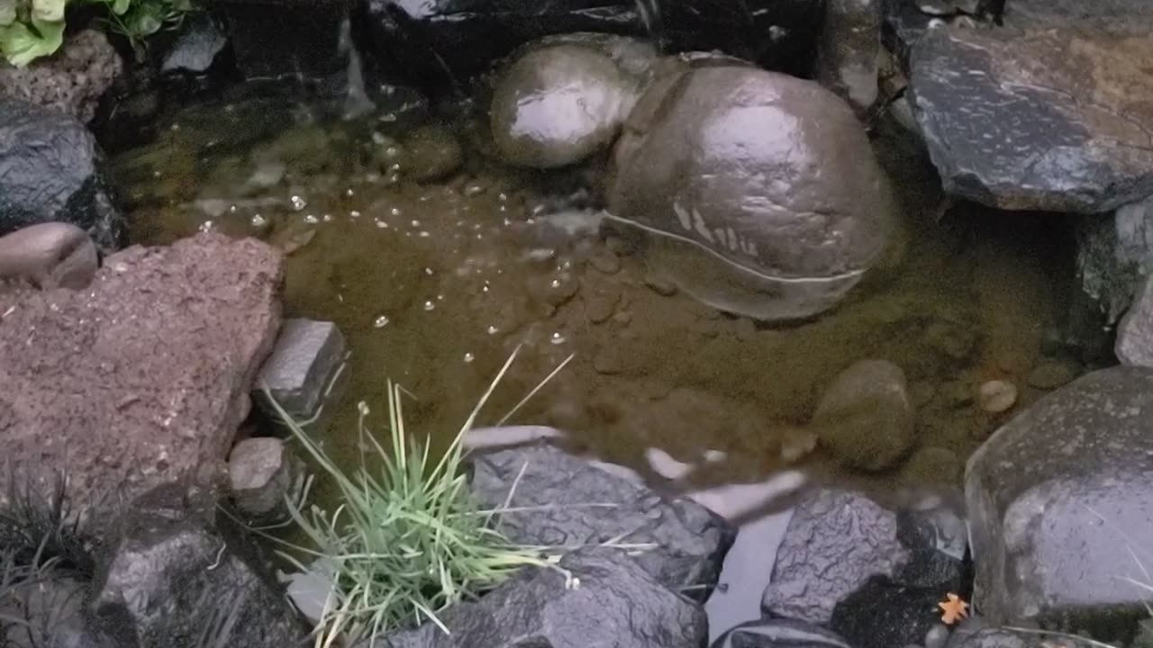 Friends in the water.