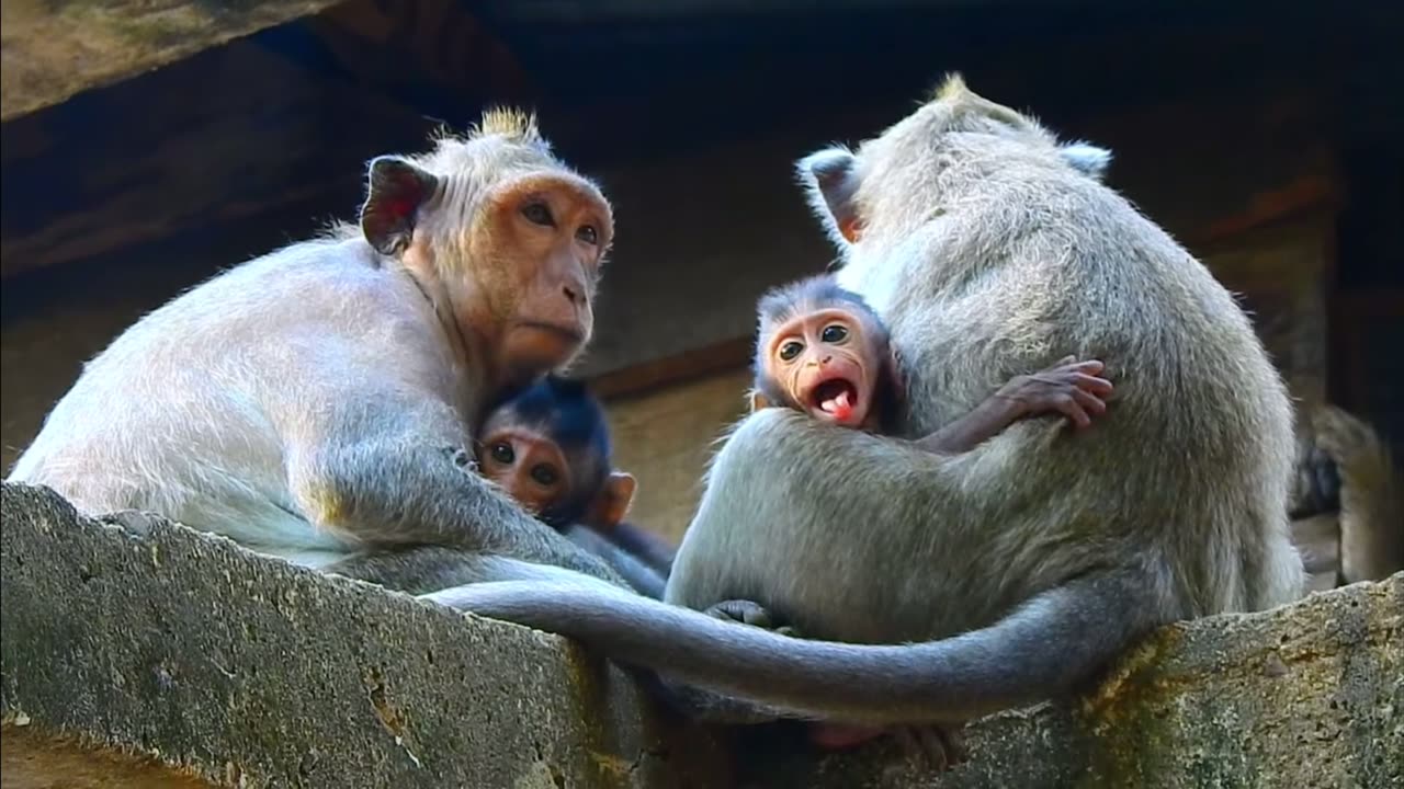 I’m addicted to watching the baby monkeys.