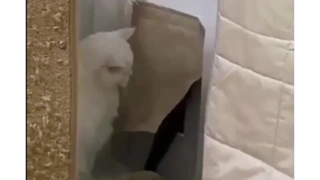 Cat Most Seriously Reaction on his Friend 🤣🤣