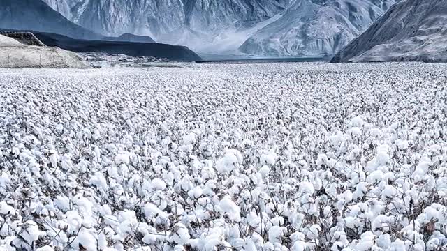 Cotton and snow mountain