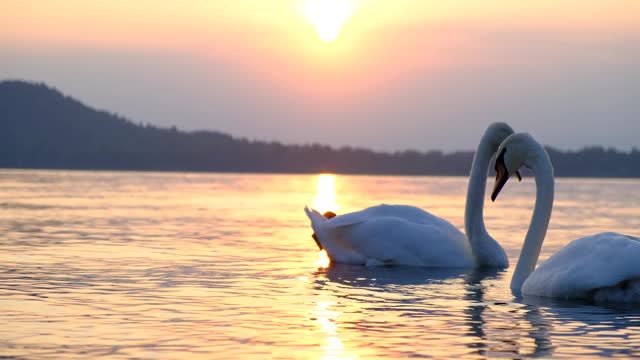 Swans having fun on a lake