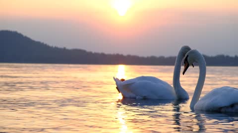 Swans having fun on a lake