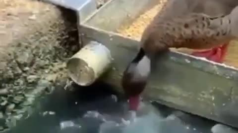 Cute duck feeding fish