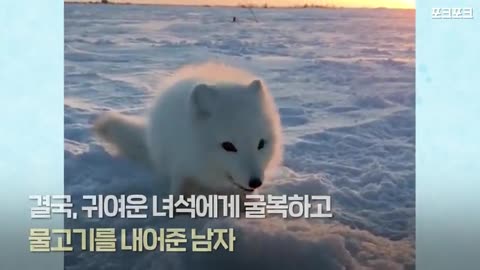 The Arctic fox who is aiming for angler fish.