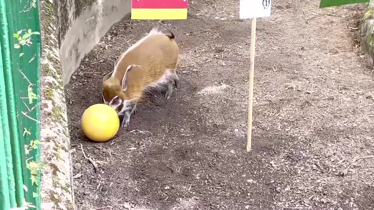 Orangutan and pig predict Germany win against Hungary