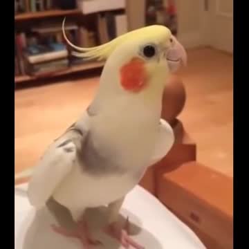 This parrot his voice relaxing the breath