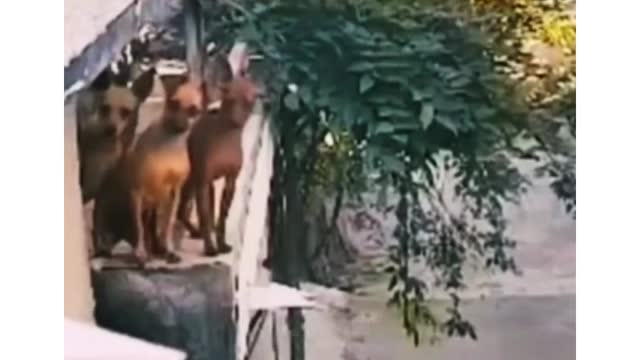 Funny animals everyday funny