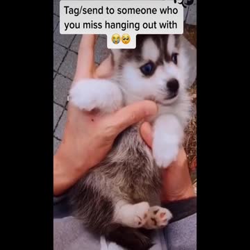 WATCH : Unbelievable!!! Funny Dog Videos 2022 || Try Not To Laugh 🦴🐕🐶✔️